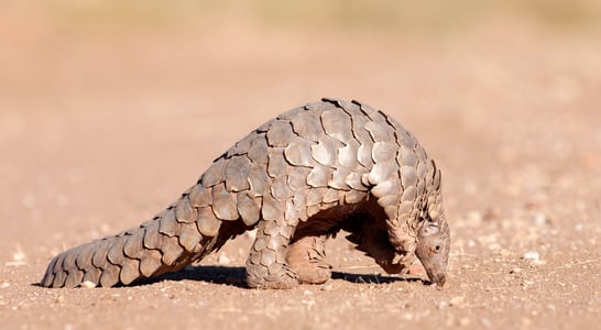 World Pangolin Day