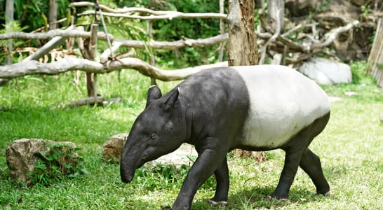 World Tapir Day