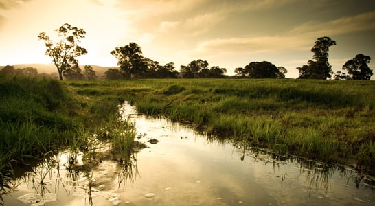 World Wetlands Day