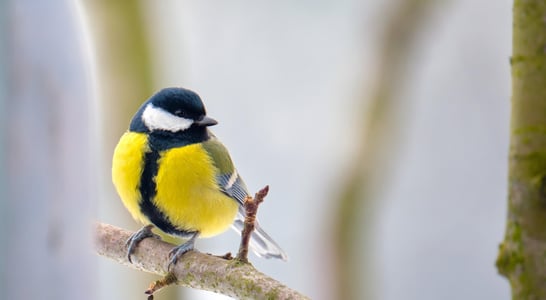 RSPB Feed the Birds Day