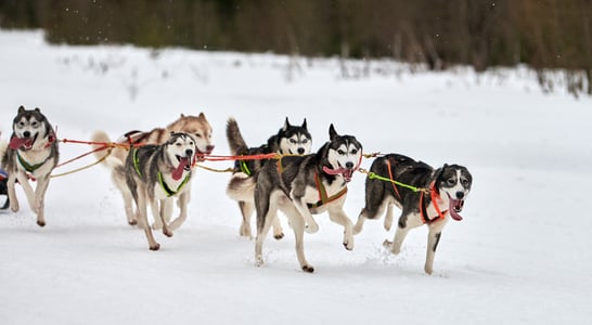 Yukon Quest