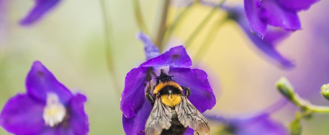 National Pollinator Month