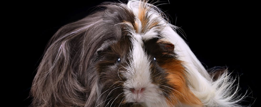 Adopt a Rescued Guinea Pig Month