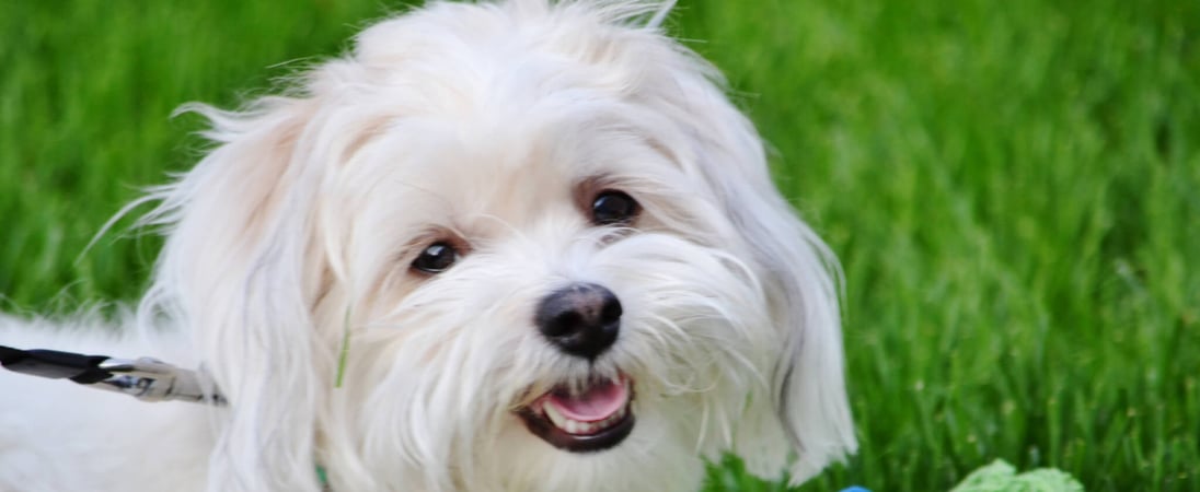 Coton de Tulear Day