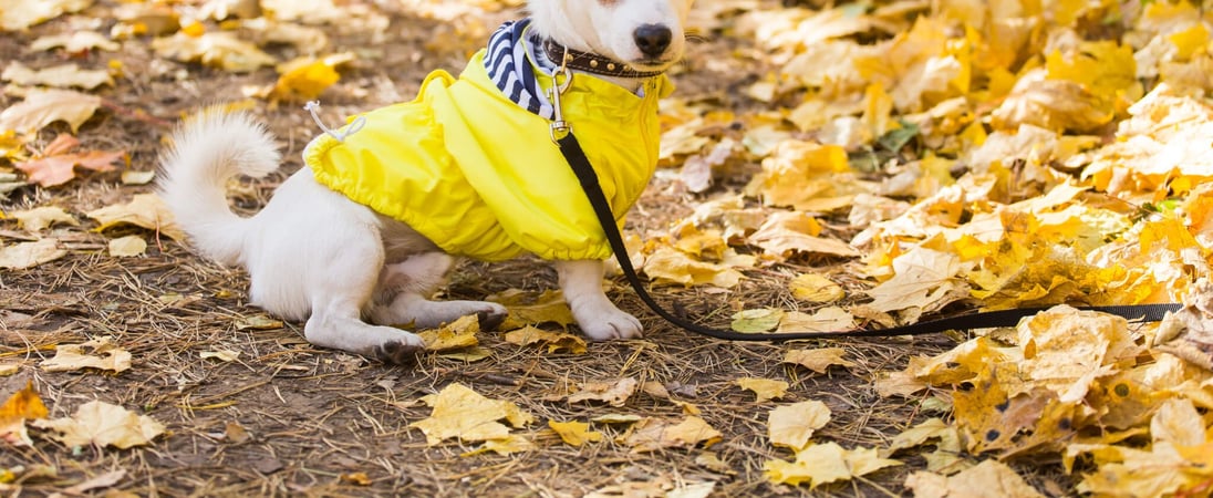 National #DogsInYellow Day