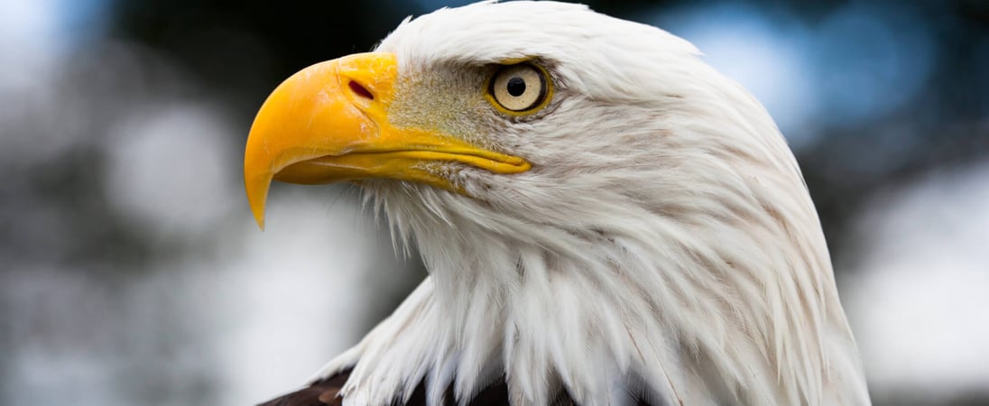 National American Eagle Day