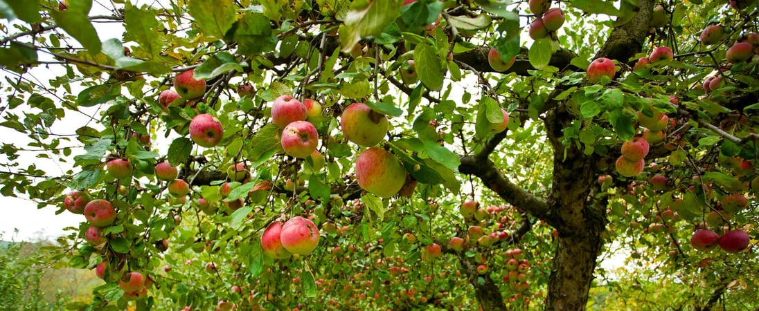 Apple Tree Day