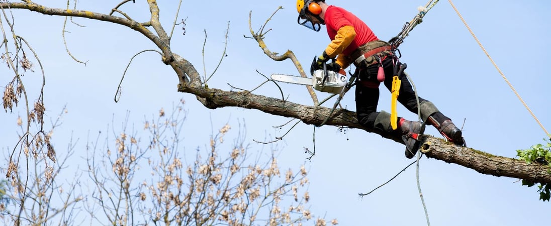 Arborist Appreciation Day