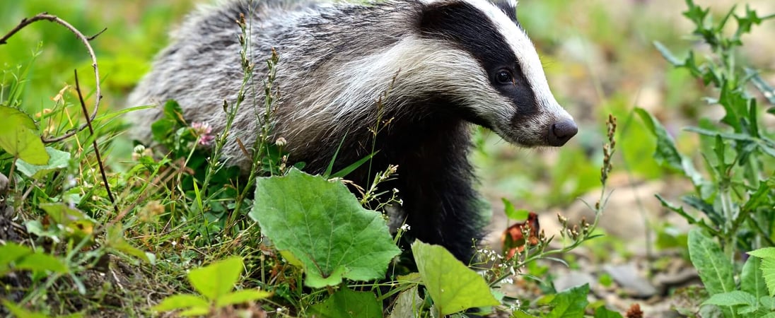 National Badger Day