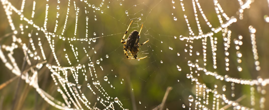 Be Kind to Spiders Week