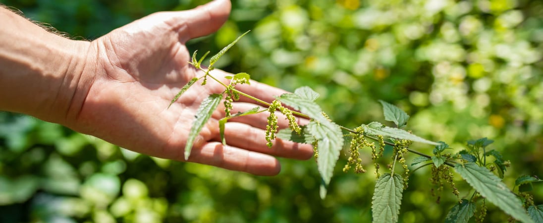 Be Nice to Nettles Week