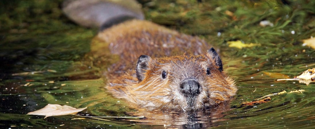 International Beaver Day