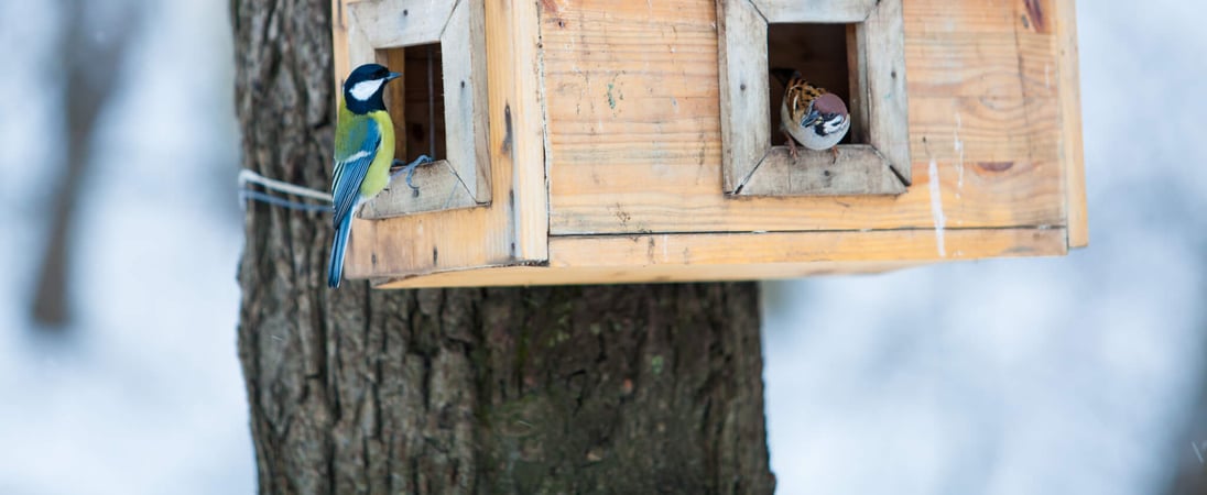 National Nest Box Week