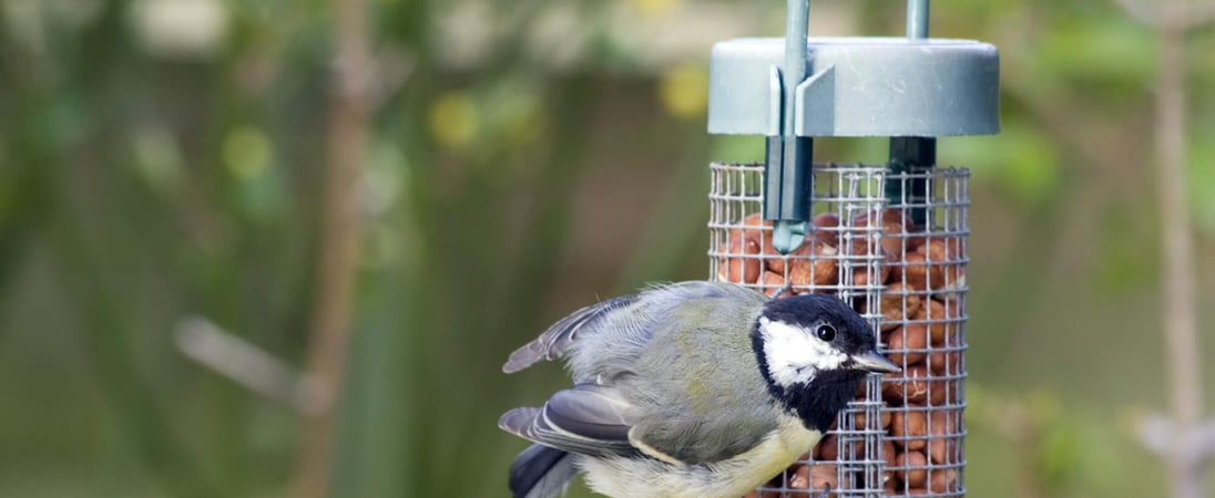 National Bird Feeding Month