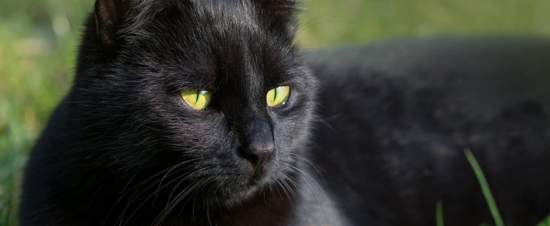 National Black Cat Day