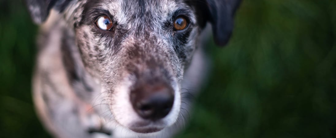 Adopt A Senior Pet Month