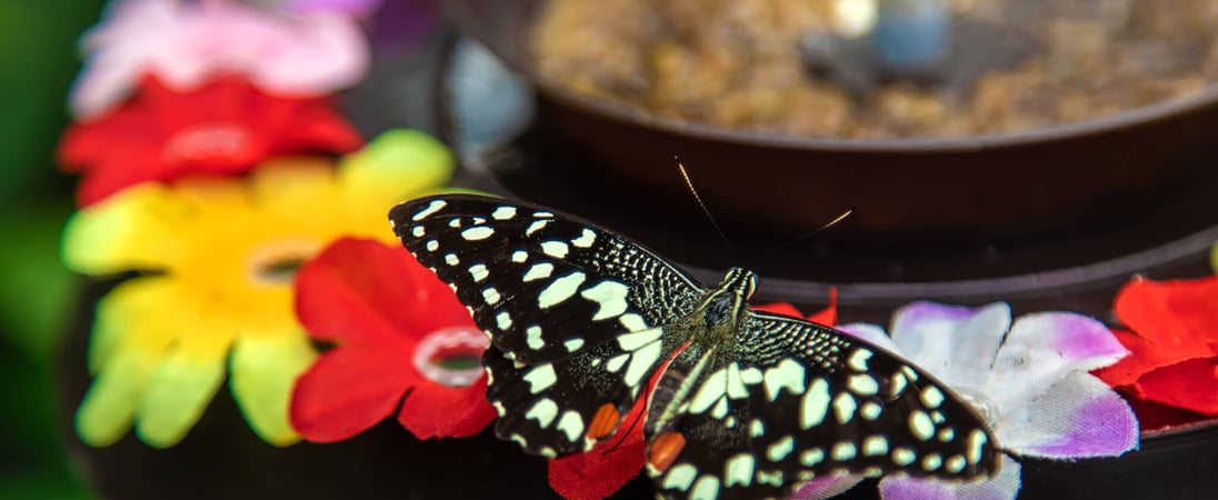 Butterfly Education and Awareness Day