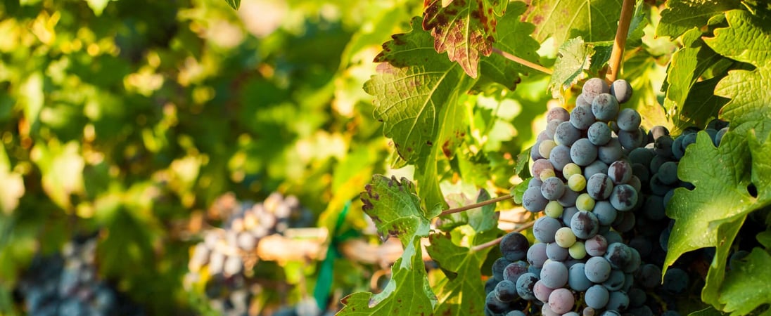 Cabernet Franc Day