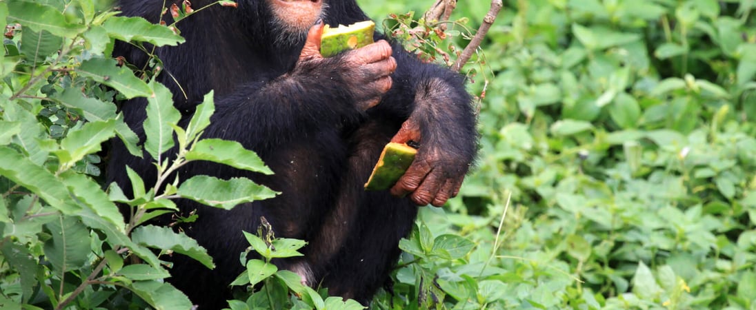 World Chimpanzee Day