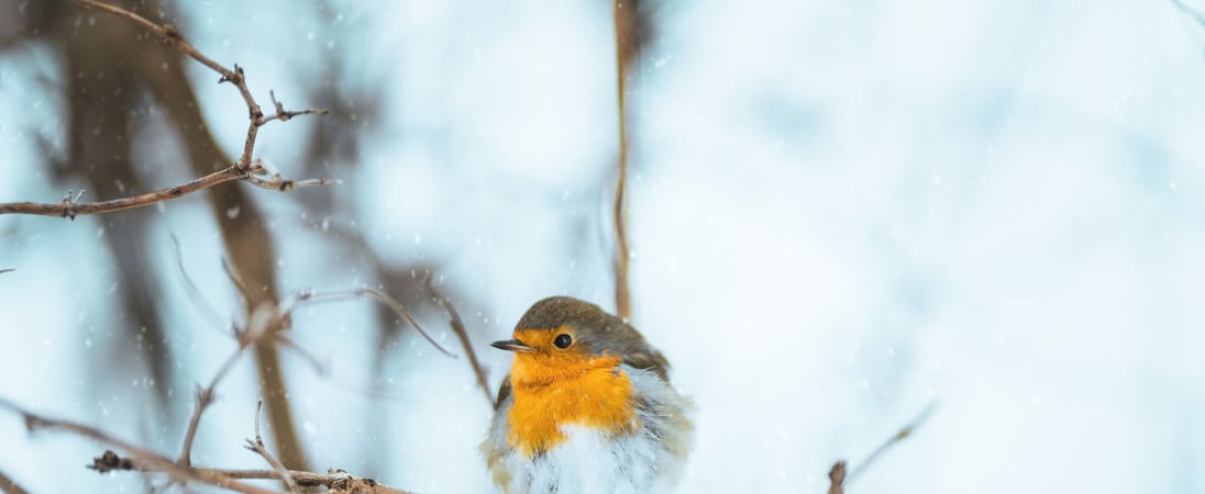 Christmas Bird Count Week