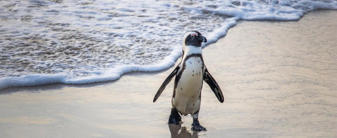 International African Penguin Awareness Day