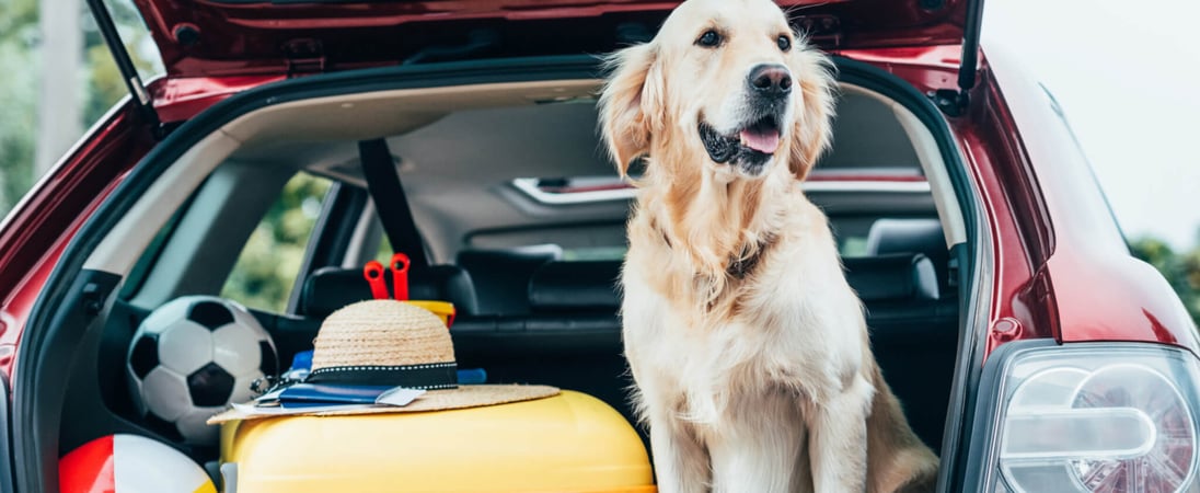 National Pet Travel Safety Day