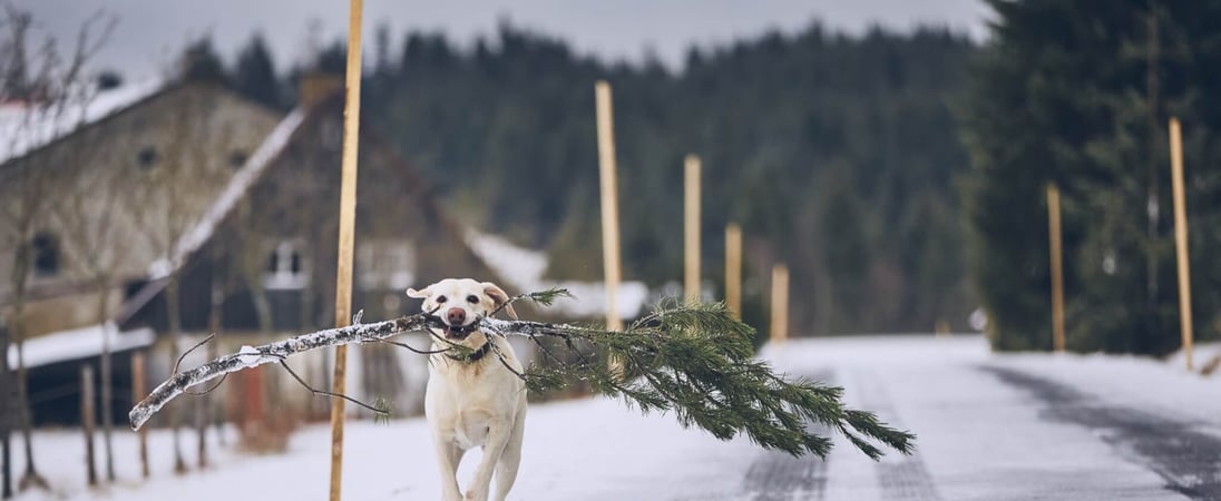 National Take Down the Christmas Tree Day