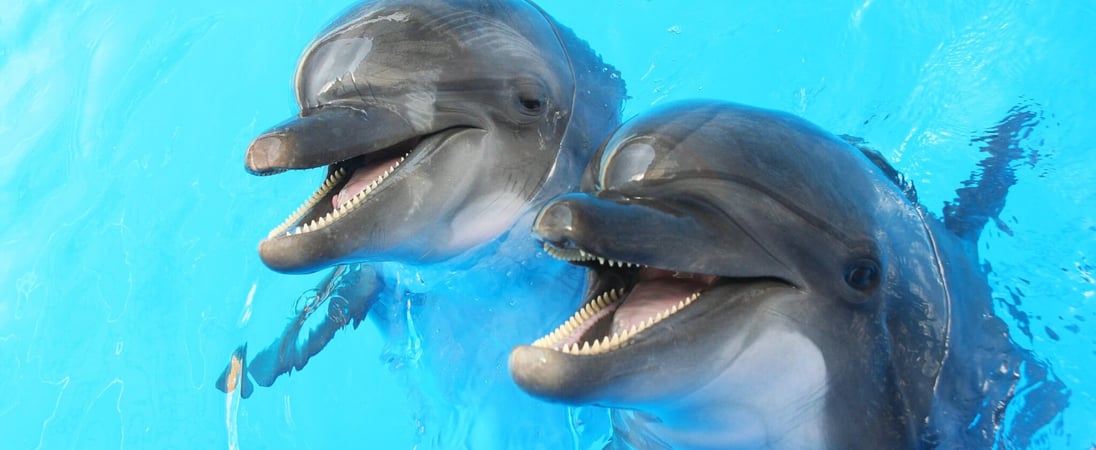 National Dolphin Day