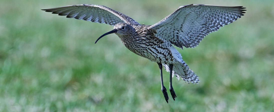 World Curlew Day