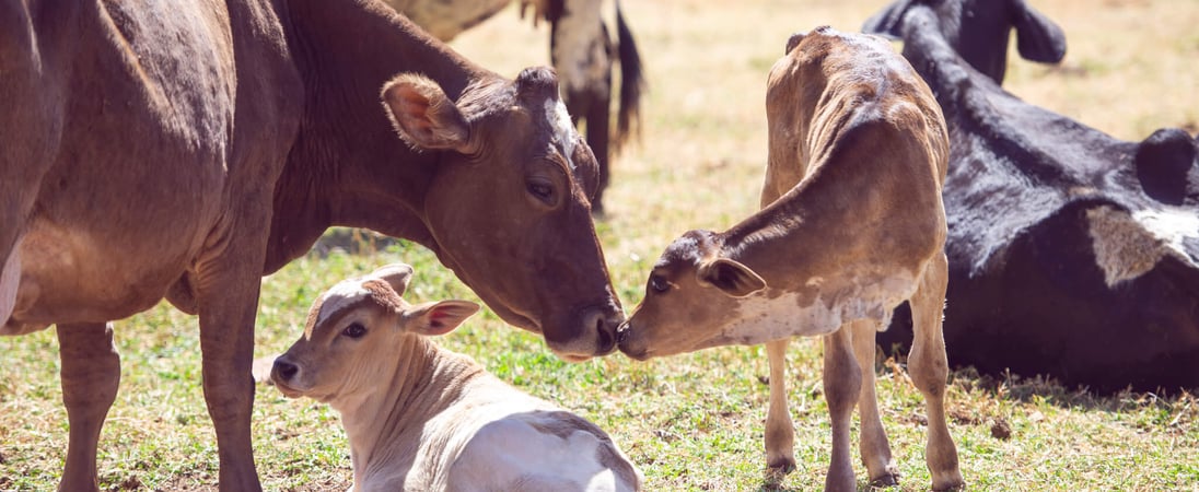 National Farm Animals Day