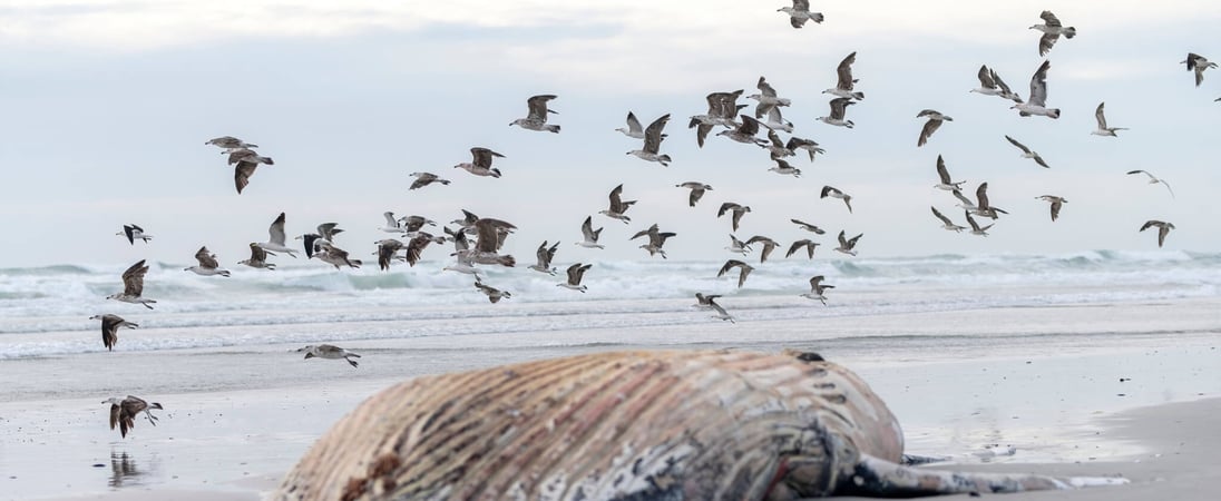 Festival for the Souls of Dead Whales