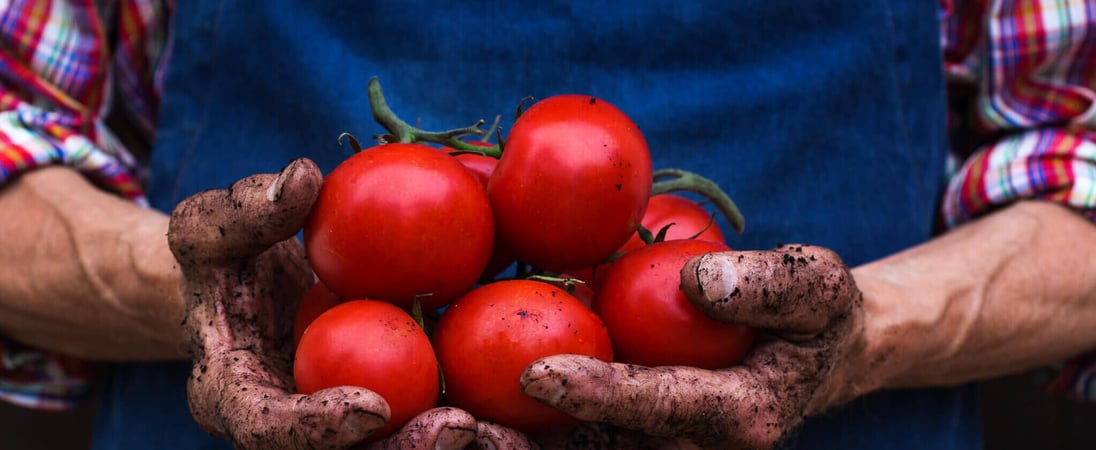 Fresh Tomato Day