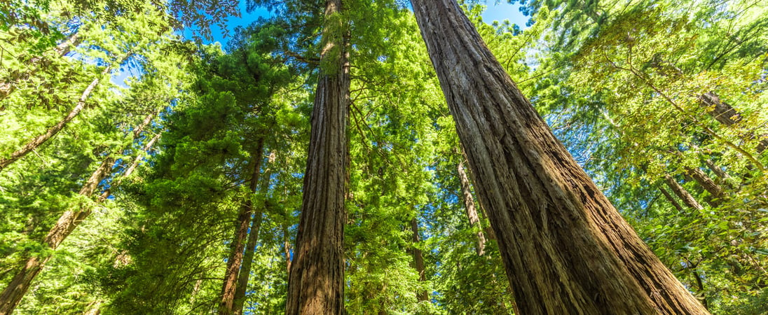 National Arbor Day