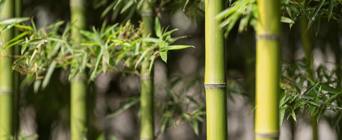 World Bamboo Day