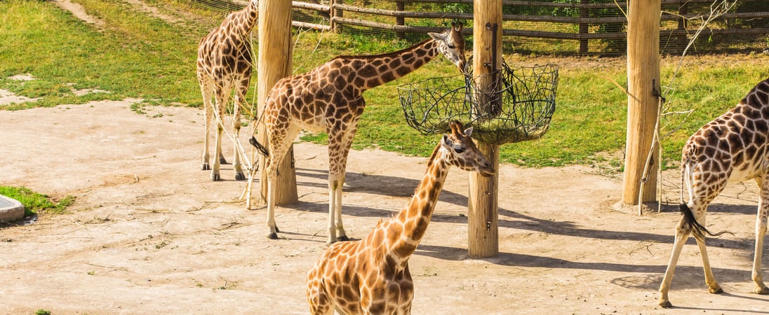 National Zoo and Aquarium Month