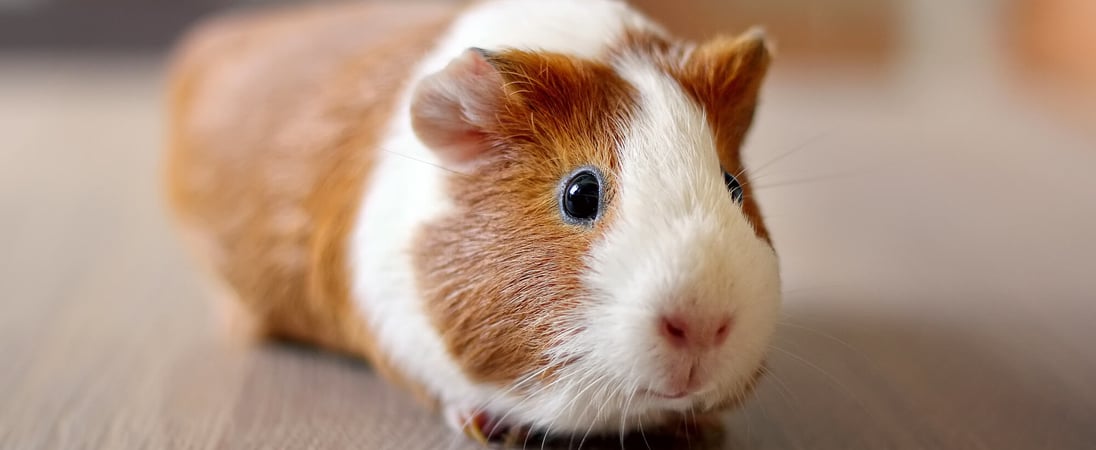 Guinea Pig Appreciation Day