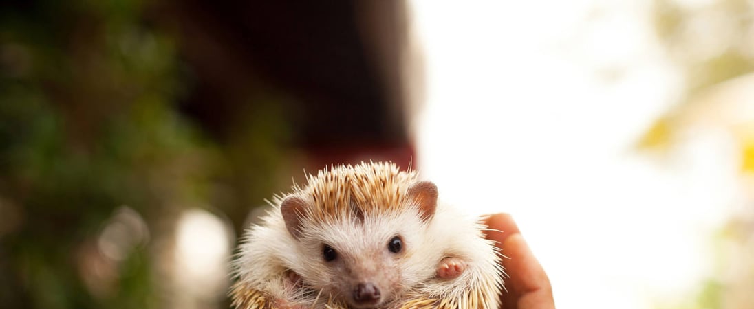 National Hedgehog Day