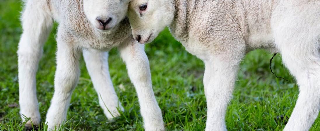 National Hug A Sheep Day