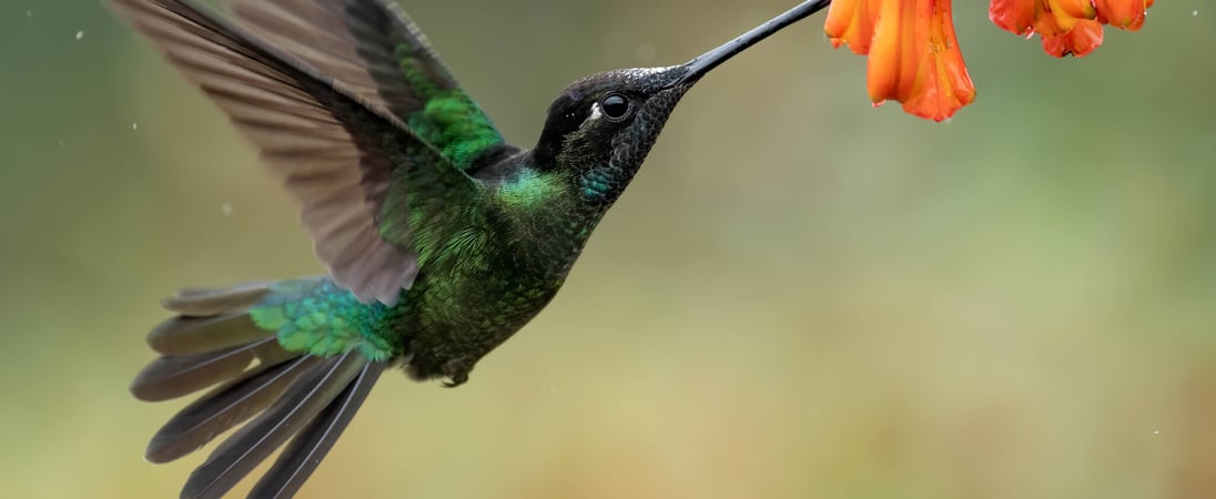 National Hummingbird Day