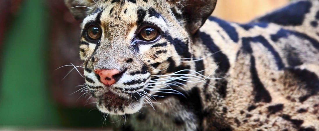 International Clouded Leopard Day