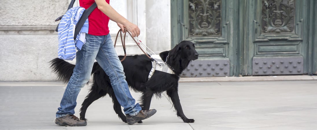 International Guide Dog Day