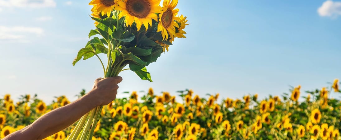 International Sunflower Guerrilla Gardening Day