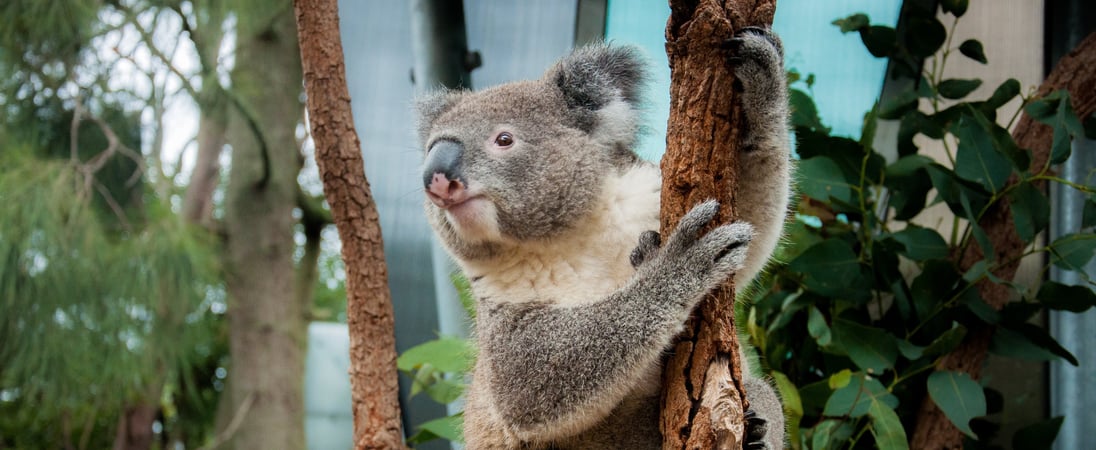 International Wild Koala Day