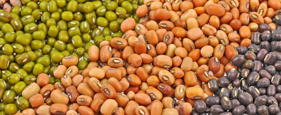 International Year of Pulses