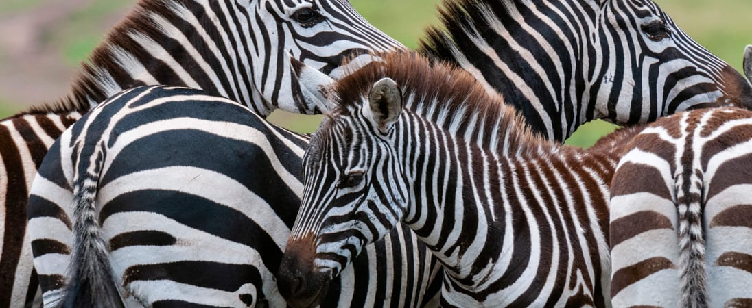 International Zebra Day