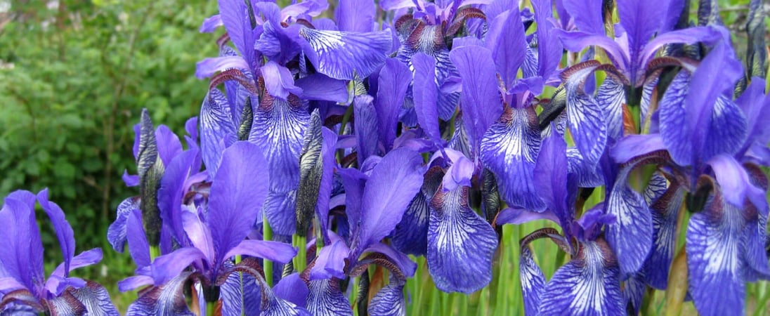 Iris Day