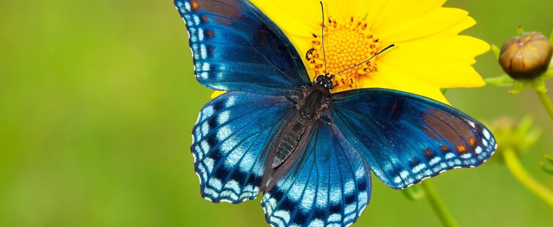 National Learn About Butterflies Day