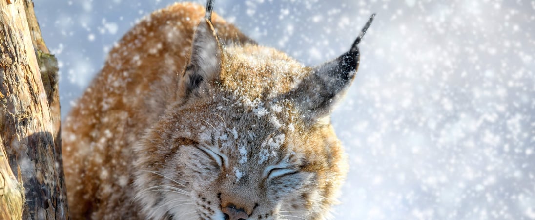 International Lynx Day