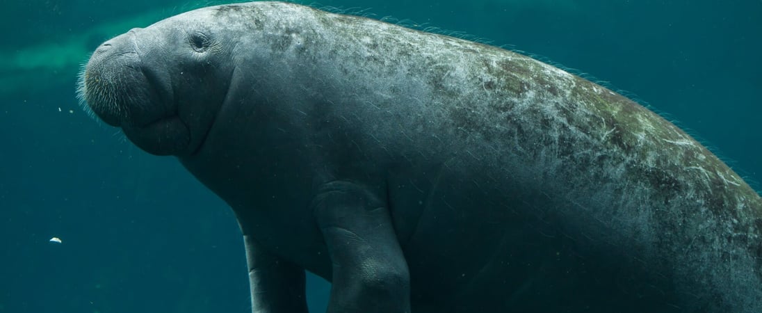 Manatee Awareness Month