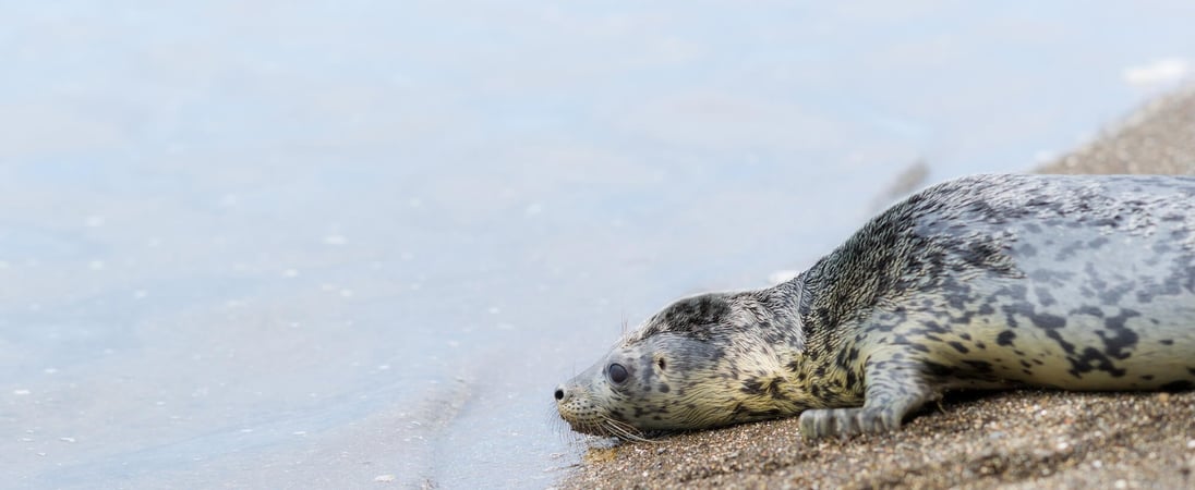 Marine Mammal Rescue Day